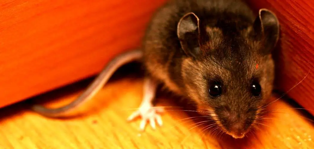 How to Protect Furniture in Storage From Mice