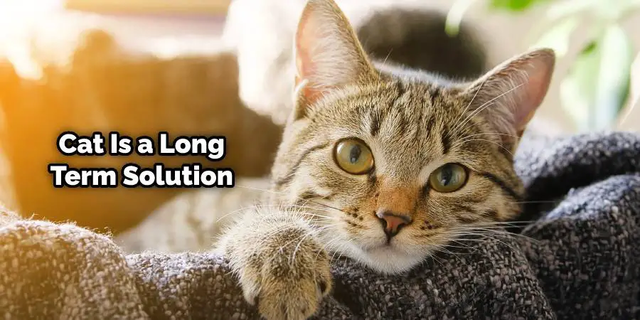 Cat Is a Long-term Solution