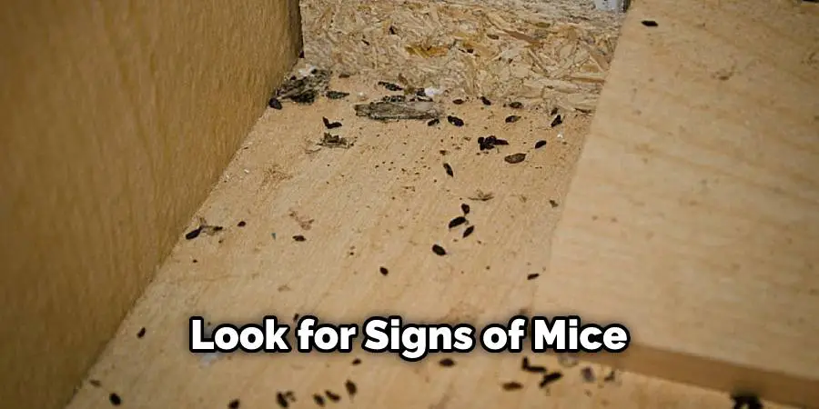 Look for Signs of Mice