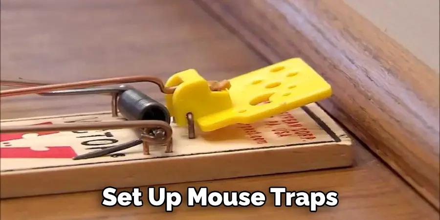 Set Up Mouse Traps