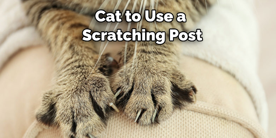 Cat to Use a Scratching Post