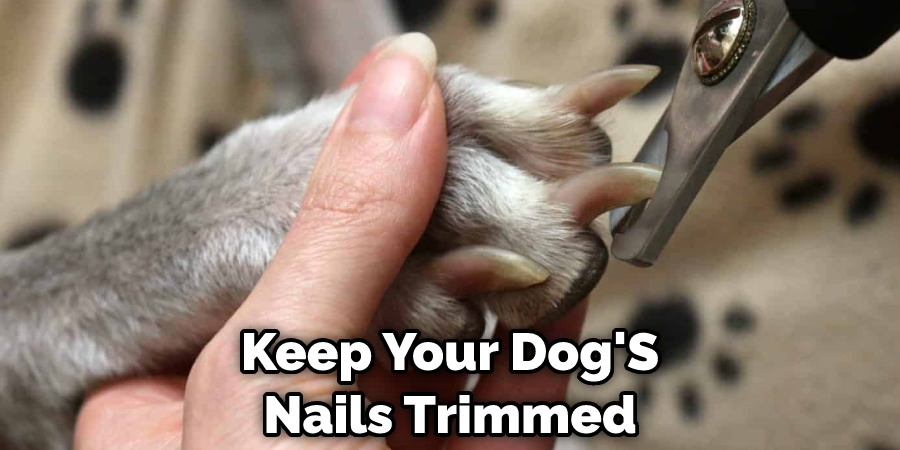 Keep Your Dog'S Nails Trimmed