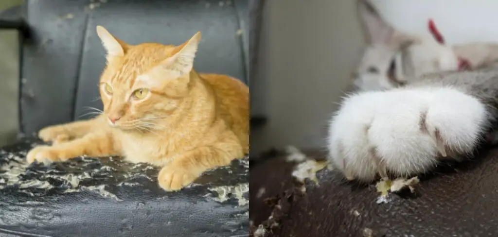 How to Keep Cats from Scratching Leather Furniture