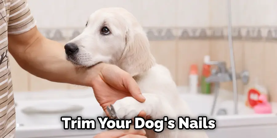 Trim Your Dog's Nails