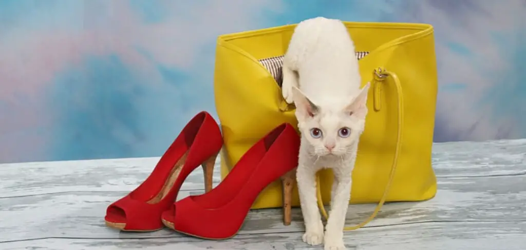 How to Get Cat Urine Out of Leather Purse
