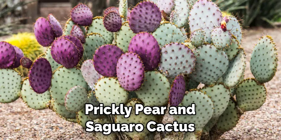 Prickly Pear and Saguaro Cactus 