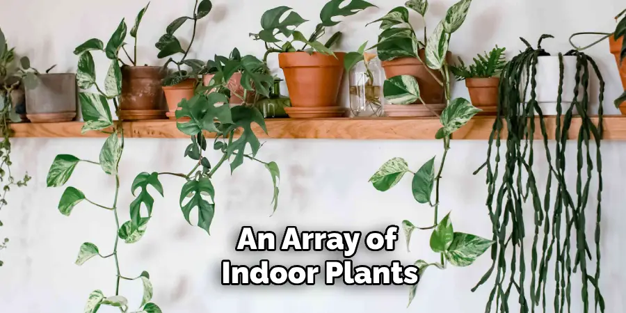 An Array of Indoor Plants