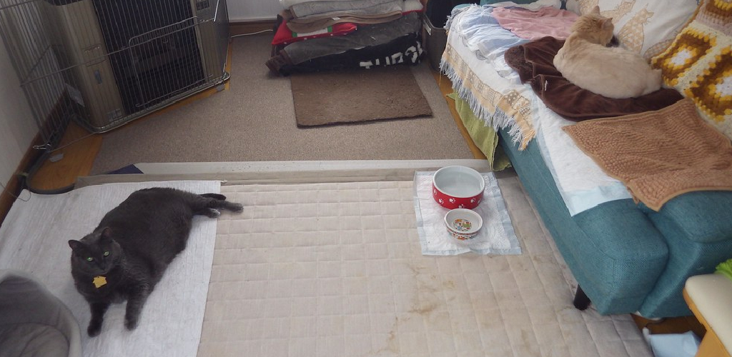 How To Keep Cat From Scratching Leather Couch 10 Ways atelieryuwa