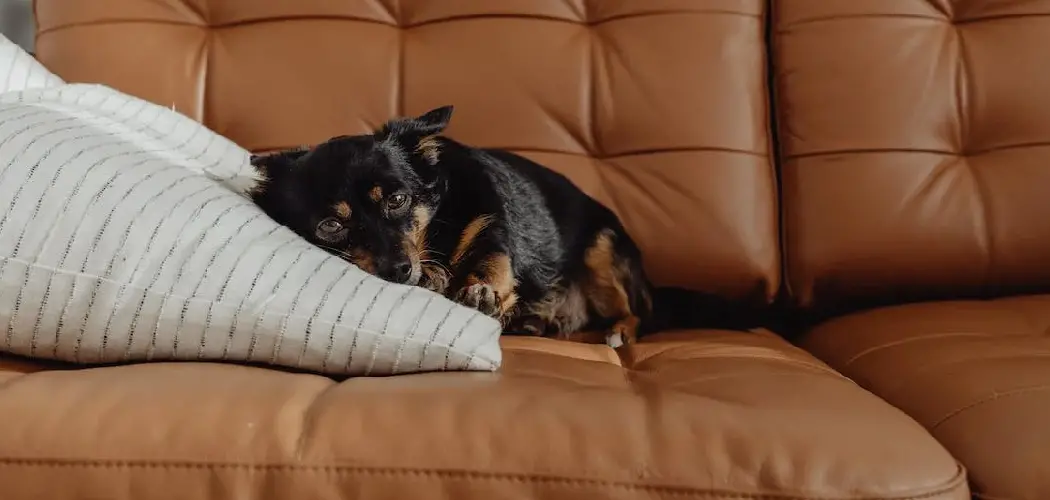How to Protect Leather Furniture From Dogs