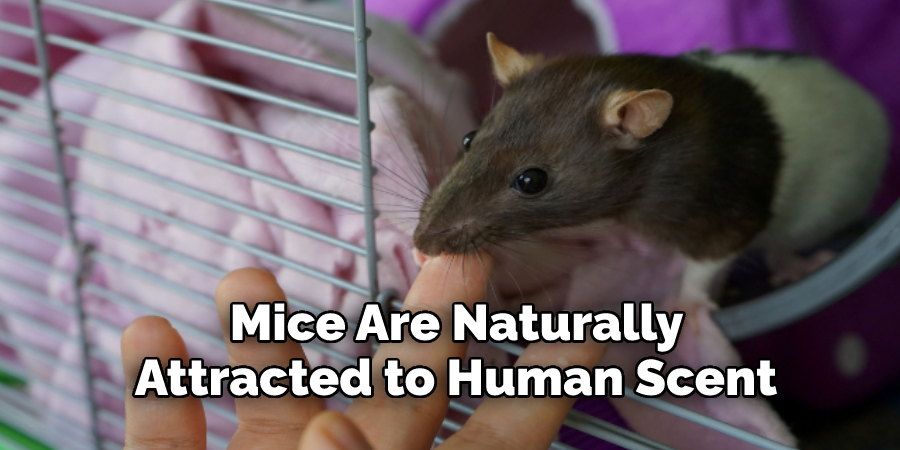  Mice Are Naturally Attracted to Human Scent