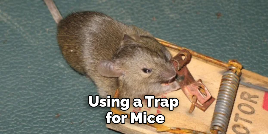 Using a Trap for Mice