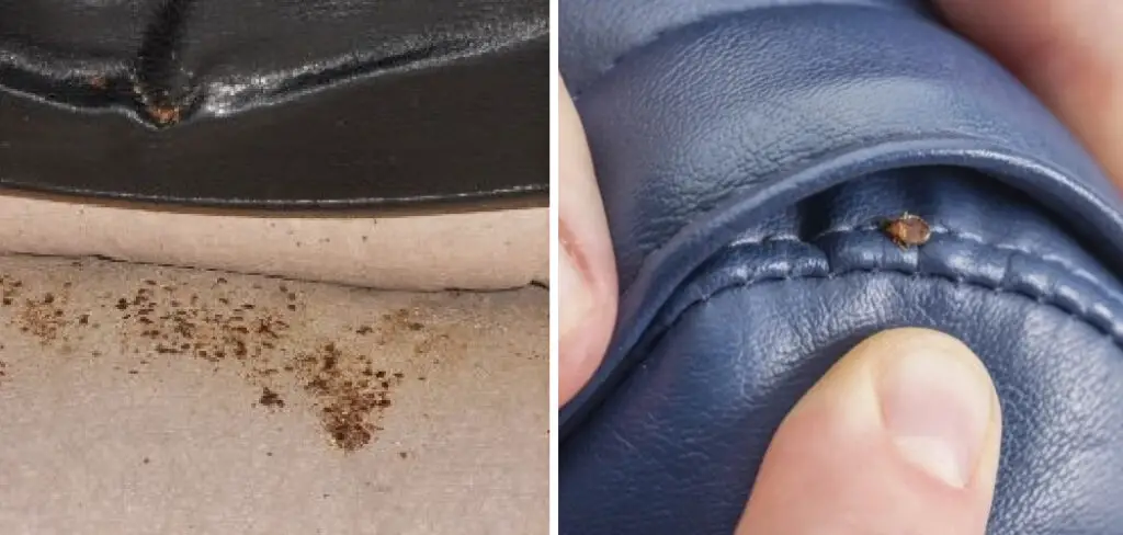 How to Check for Bed Bugs in Leather Couch