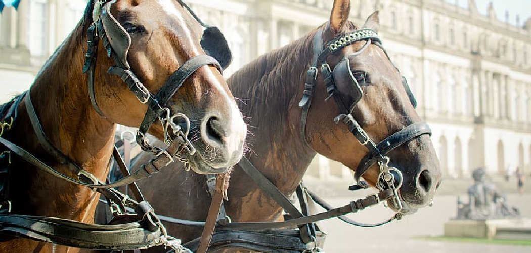 How to Make a War Bridle
